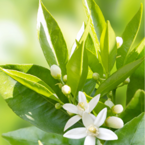 Neroli Cleansing Cream-Foam, 200 ml