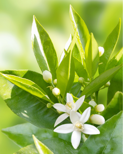 Neroli Cleansing Cream-Foam, 200 ml