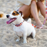 Quick-Release Dog Collar – Boho, 10–50 mm