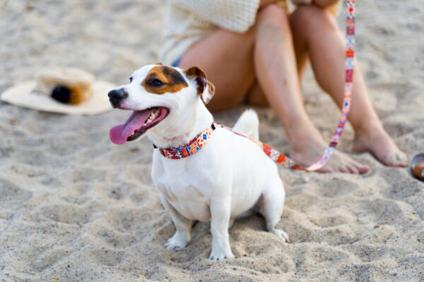 Quick-Release Dog Collar – Boho, 10–50 mm