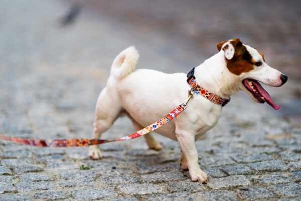 Quick-Release Dog Collar – Boho, 10–50 mm