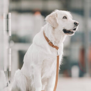 Kollu Dog Collar – Camel