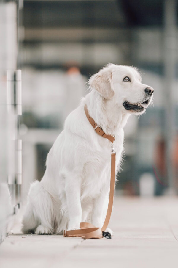 Kollu Dog Collar – Camel