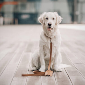 Lussa Dog Leash – Camel