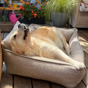 Lodie Memory Foam Dog Sofa – Beige, M