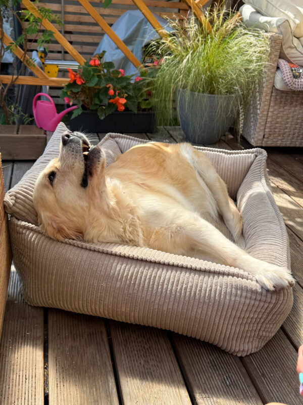 Lodie Memory Foam Dog Sofa – Beige, M
