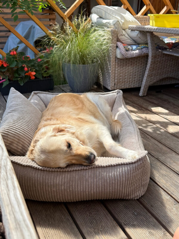 Lodie Memory Foam Dog Sofa – Beige, M